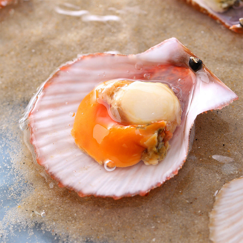 扇贝辰颐物语北城贝王红贝4袋共800g肉即海鲜扇贝