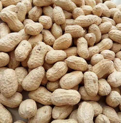 山东精选生的白沙带壳花生1500g农家种植粉皮新晒干子粒饱满包邮