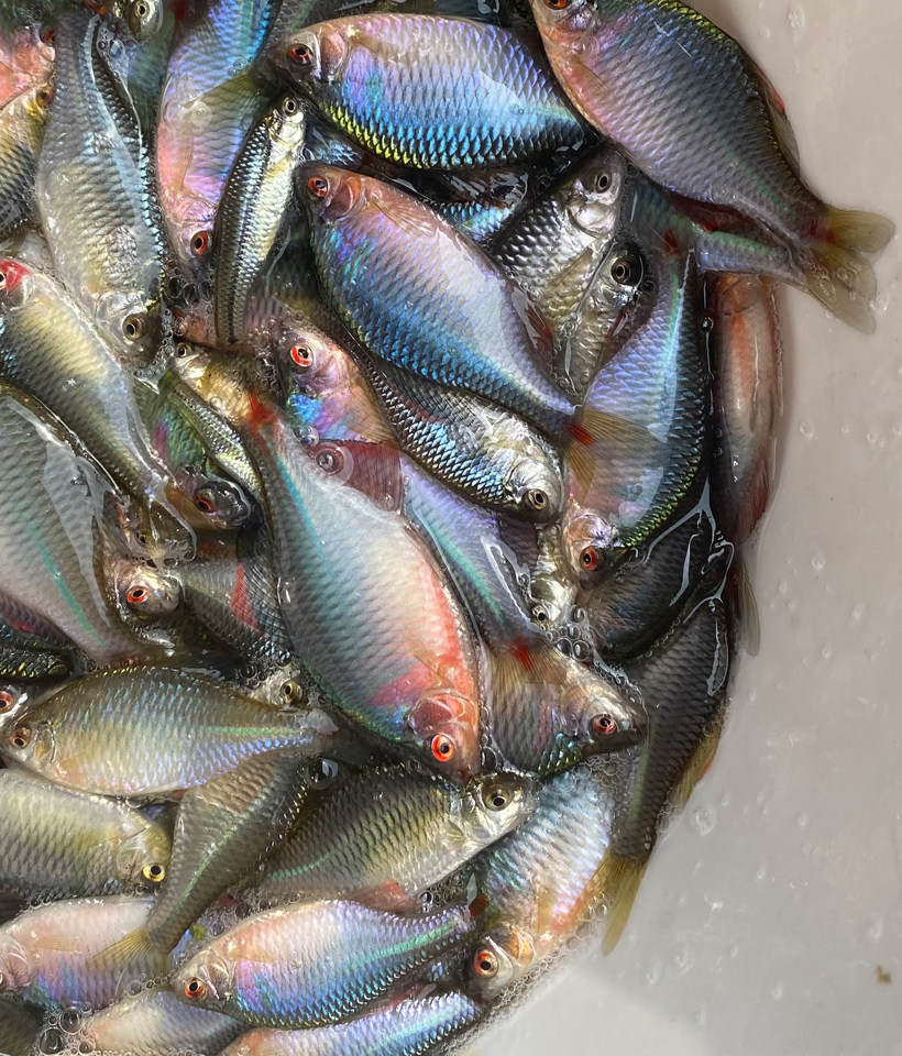 好养淡水观赏鳑鲏鱼七彩石旁皮除藻冷水鱼活体小型鱼苗原生群游鱼