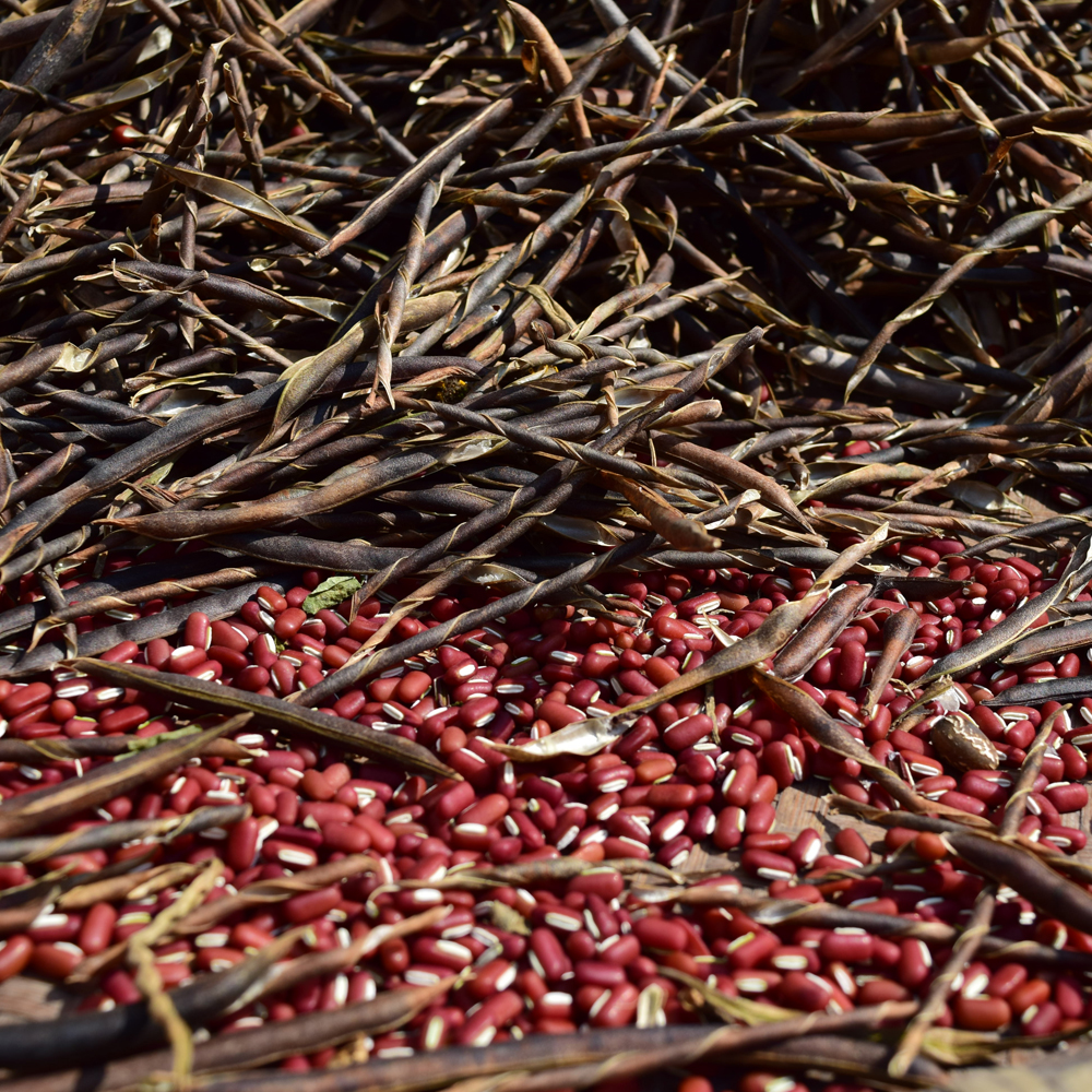 小豆高山野生红豆700g农家家长赤豆粮油米面五谷杂粮红豆