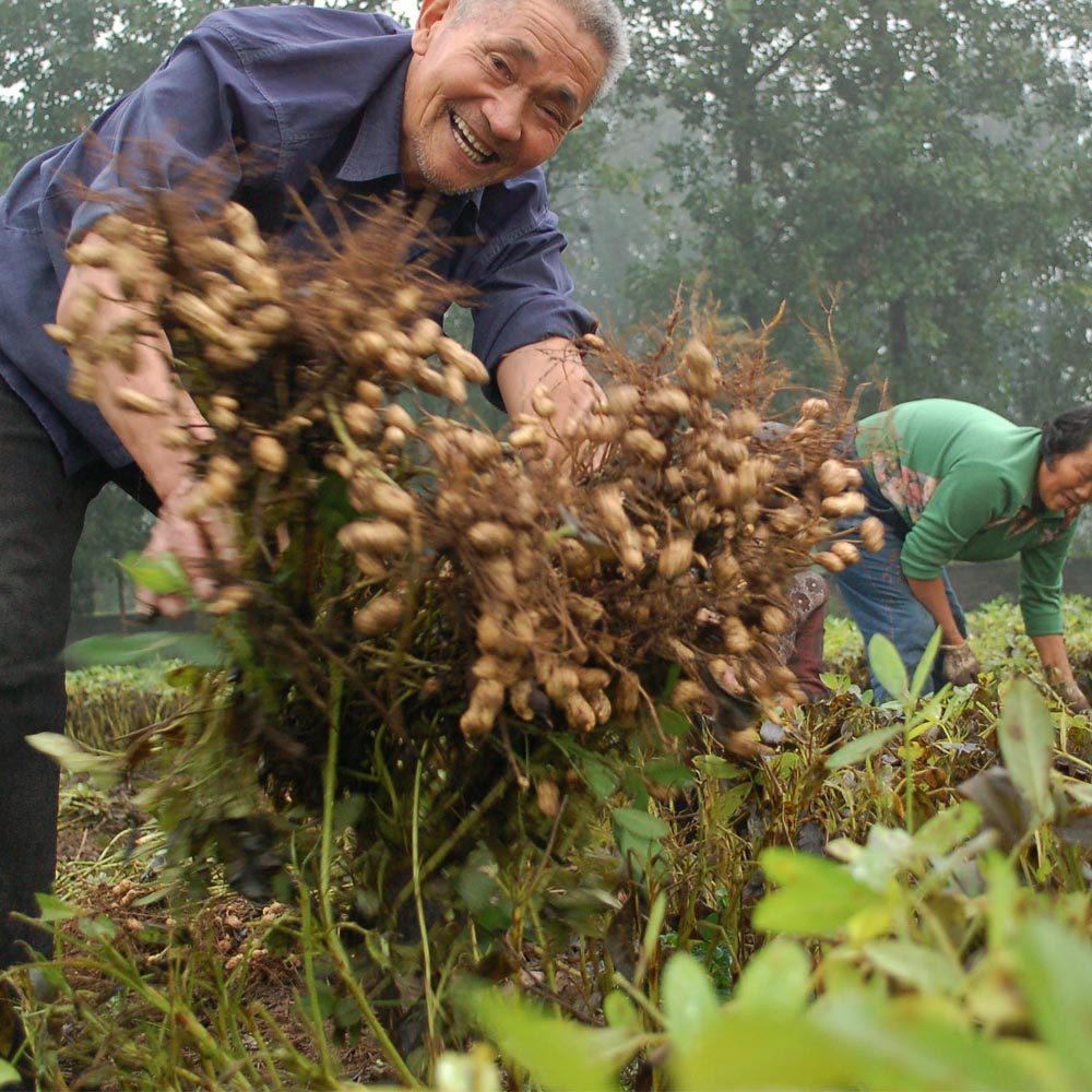 花生园姿无壳种植高山农家红皮包无壳17年250g杂粮组合