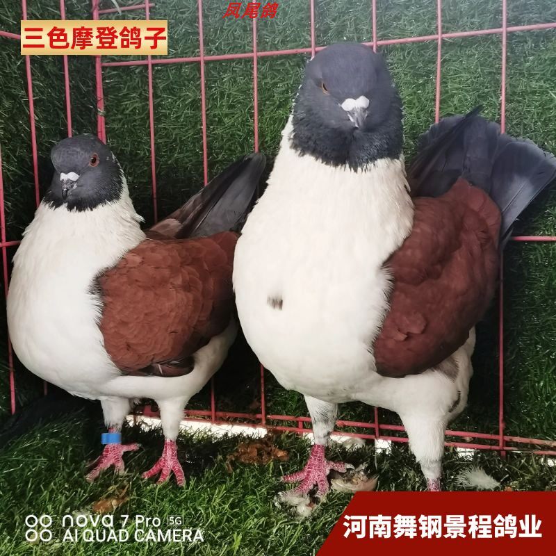 正品鸽子活物公母一对活体观赏小体三色摩登鸟