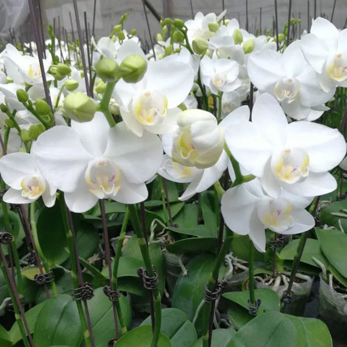 花苗蝴蝶兰3寸大苗皇后洋兰室内绿植花卉