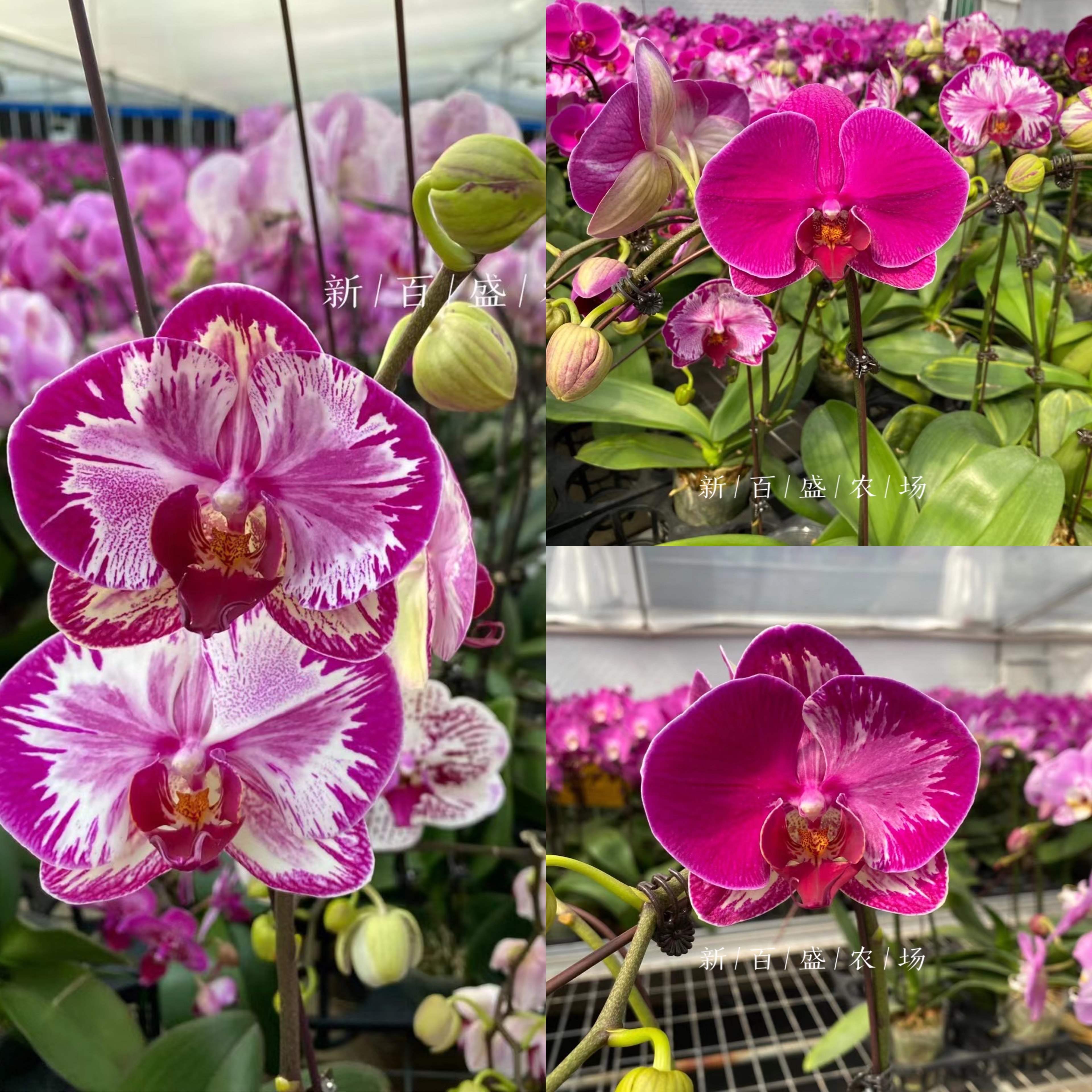 新百盛农场 大展宏图蝴蝶兰花苗 变异品种齐集 花卉对版基地直发