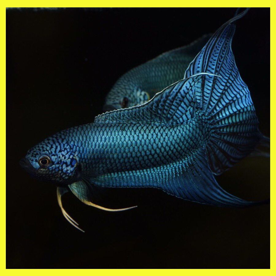 中国斗鱼活体淡水热带鱼小型鱼多品种无纹蓝越鱼