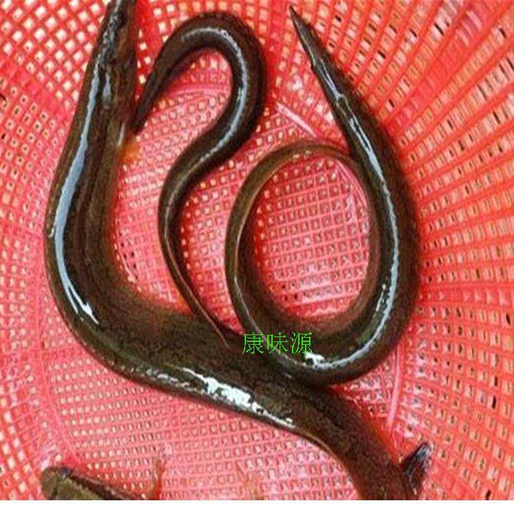 正宗纯天然野生新鲜刀鳅鱼钢锯齿鳅刺中华棘鳅淡水鱼类