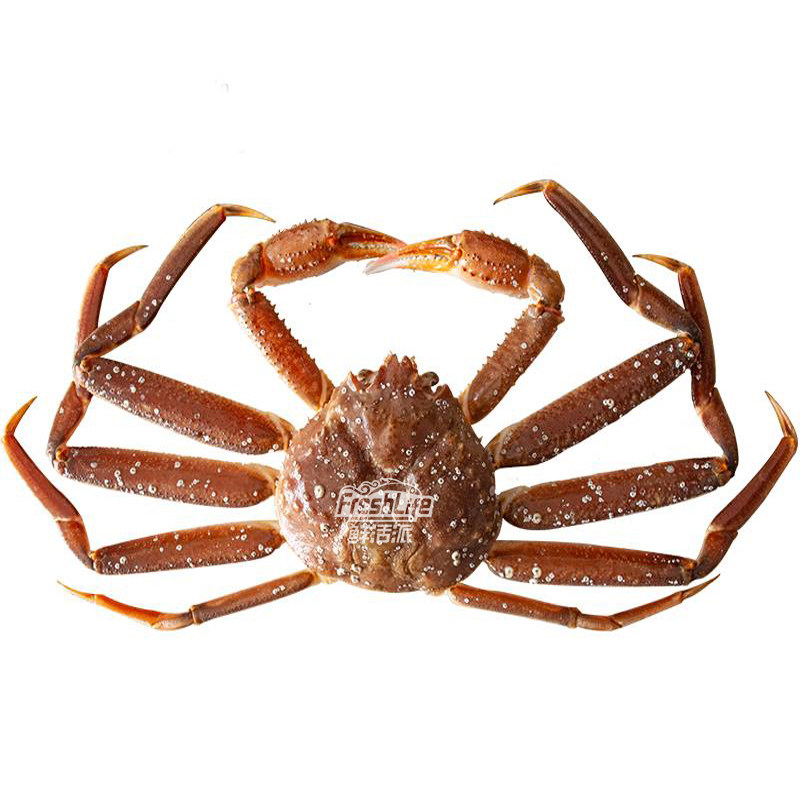 成都鲜活板蟹松叶2-2.5单斤价称重长腿长脚帝王帝王蟹