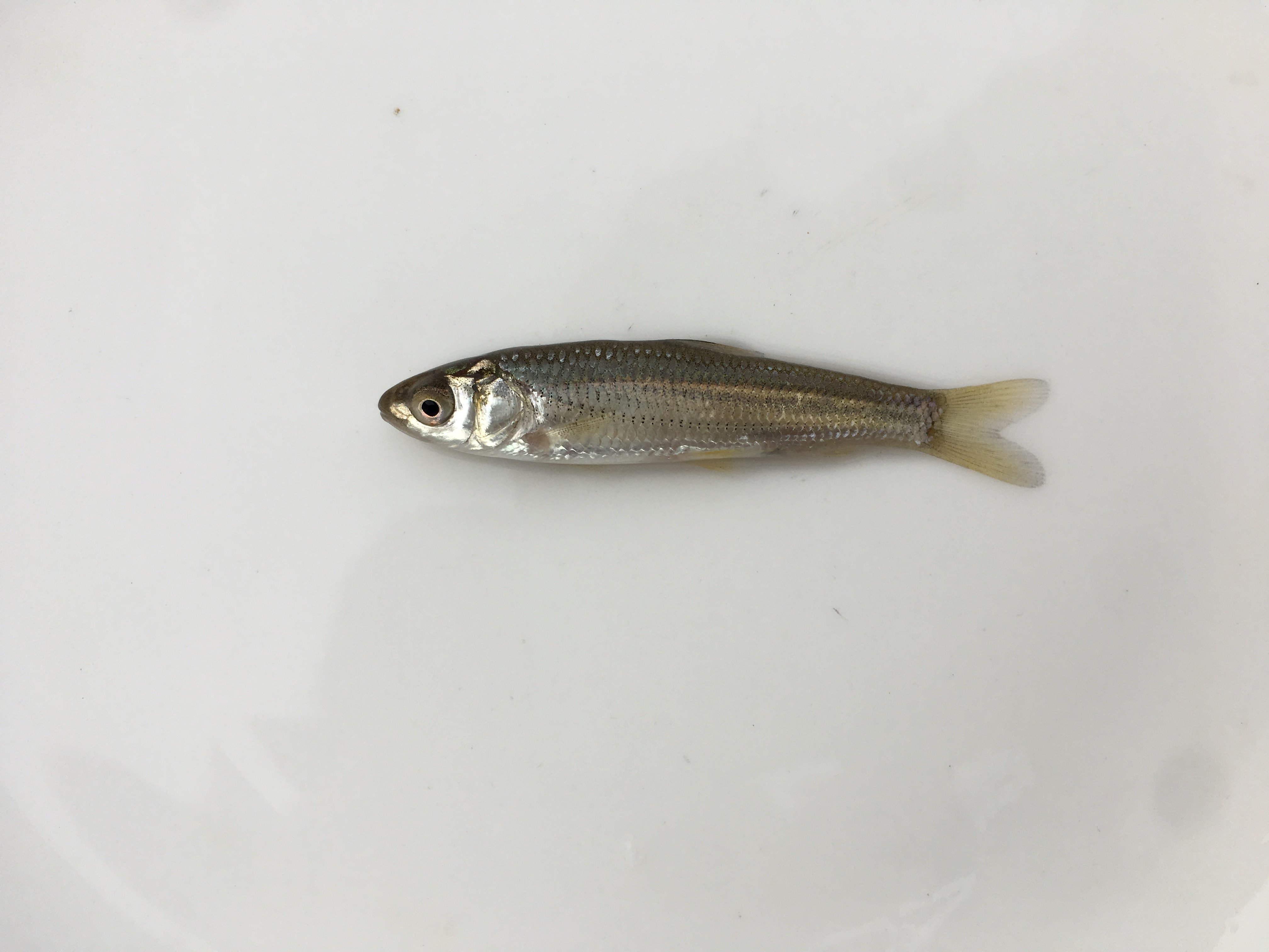 赤眼鳟红眼鱼苗红眼赤鳟青鱼花鲢鳊鱼苗龙鱼饲料活体养殖淡水鱼苗