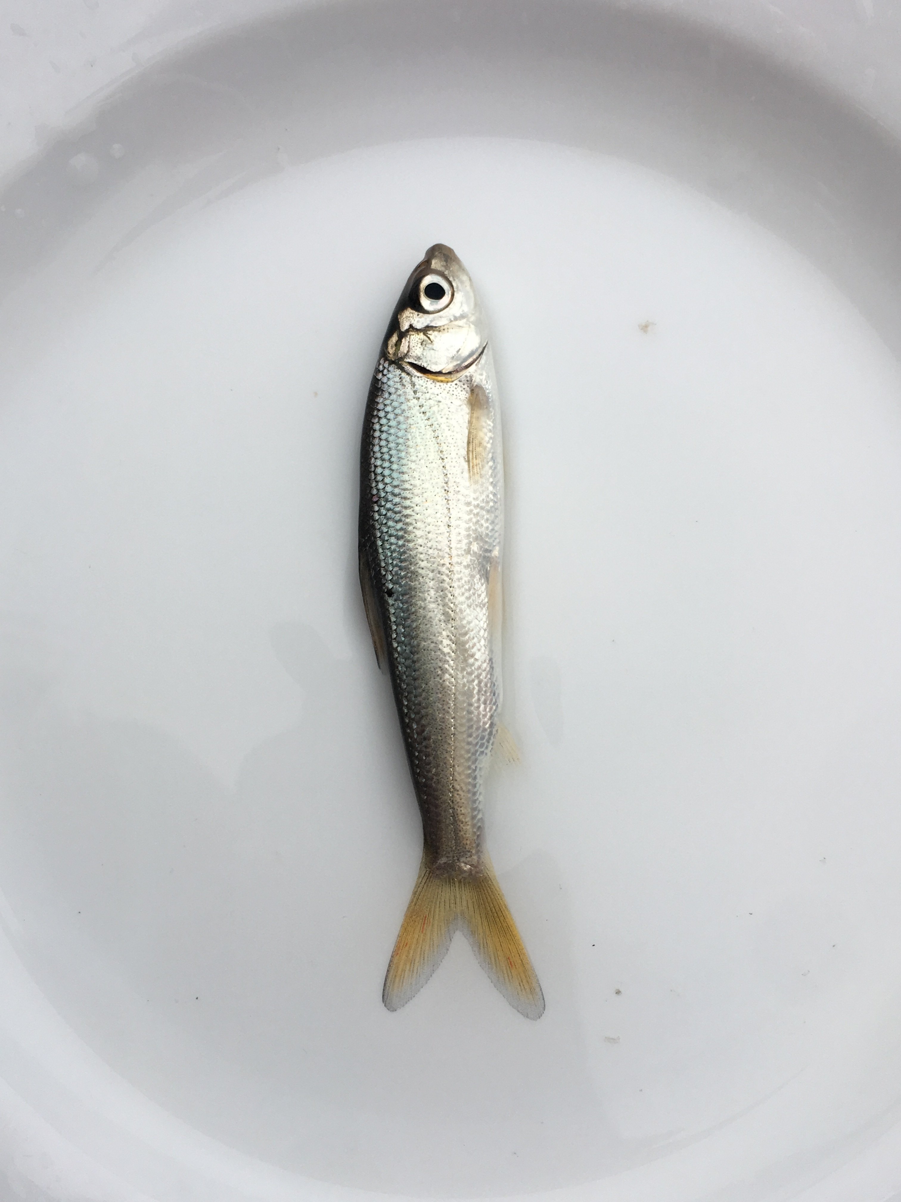 鱼苗黄尾鱼花草鱼翘嘴淡水鱼淡水尾巴黄尾巴活体鱼