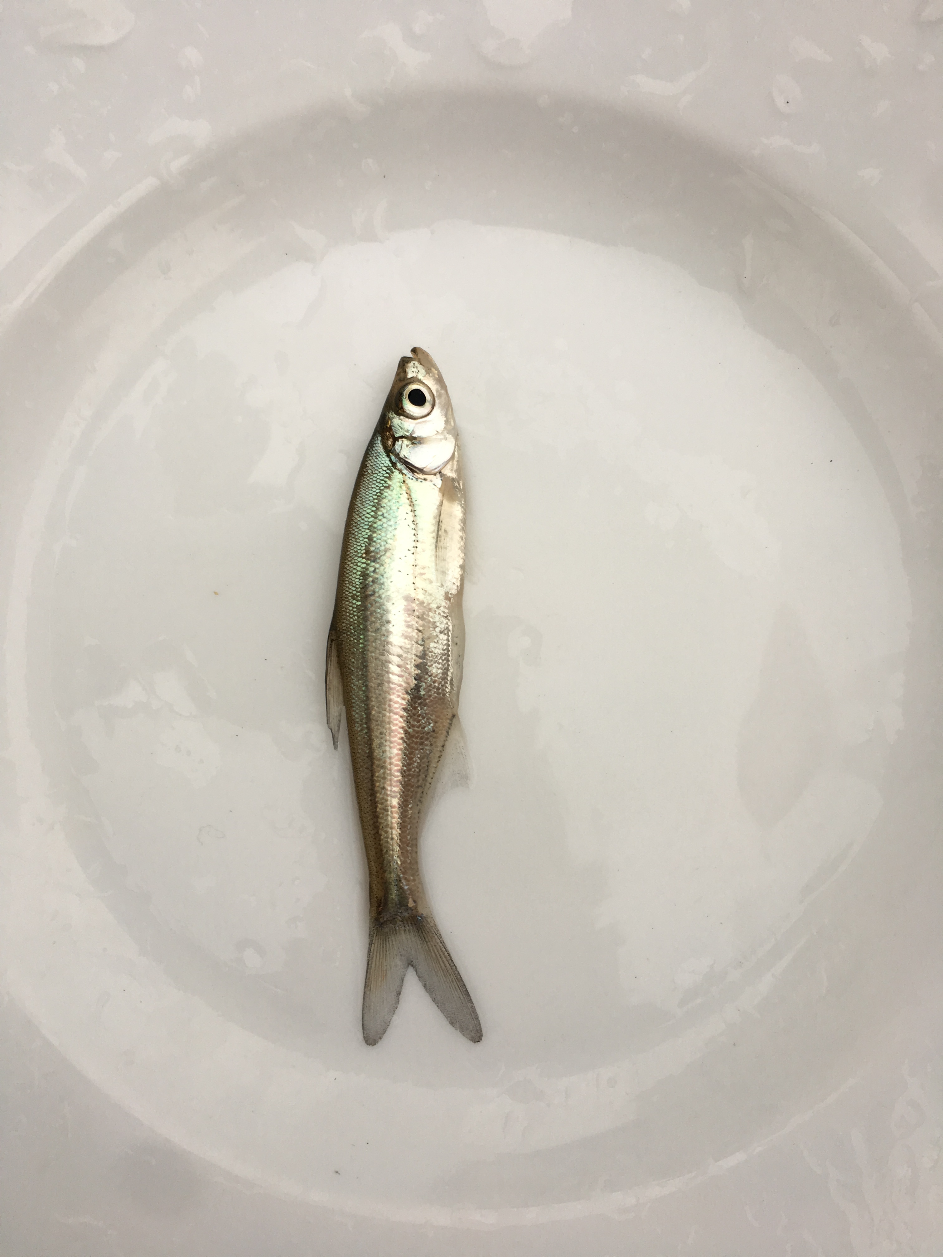 翘嘴鱼苗翘嘴鲌白鱼苗刁子鱼大米翘壳翘嘴巴撅嘴鱼苗淡水鱼苗活体