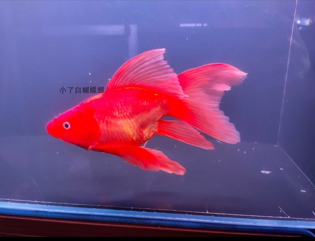 蝴蝶水族火红鲤大长尾球体龙凤锦鲤活体淡水鱼