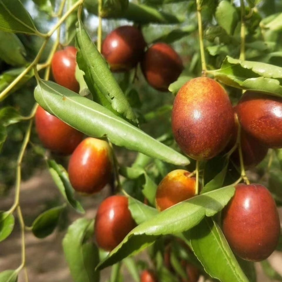 鲜枣水果沧州献县伊甸园应季金丝小枣脆枣现摘新鲜枣