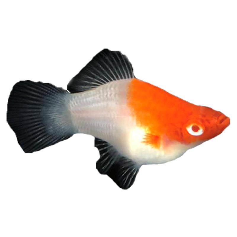 红白剑球鱼红箭球箭鱼鸿运胎生临产孕母小型鱼