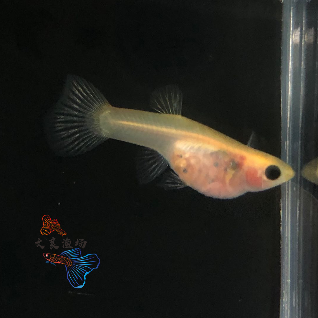 红黄蕾丝玻璃猫孔雀鱼凤尾鱼胎生鱼孕母小型热带观赏鱼活体淡水
