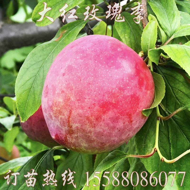 李子新品种大红红玫瑰树苗晚熟有香味南方北方种植果树