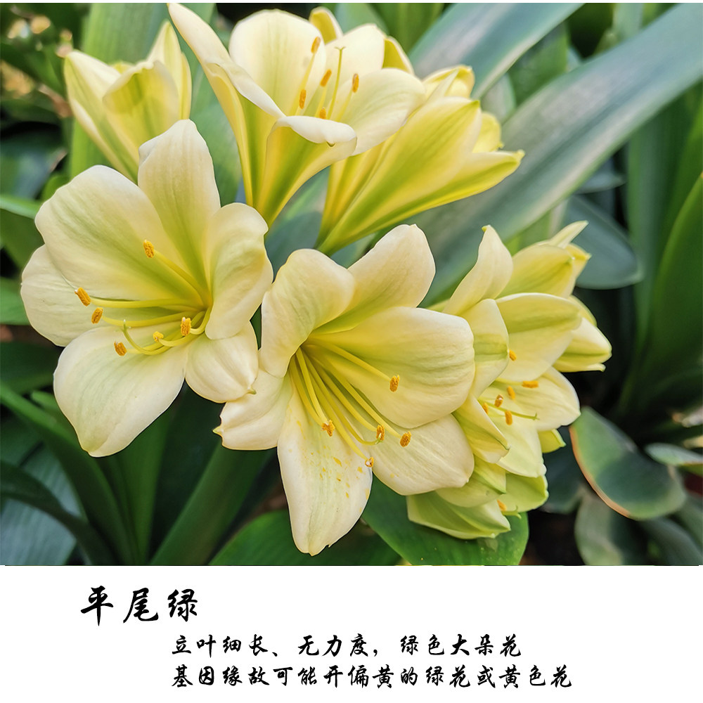 japan绿花君子兰平尾日本进口查尔斯名贵花卉细长花卉