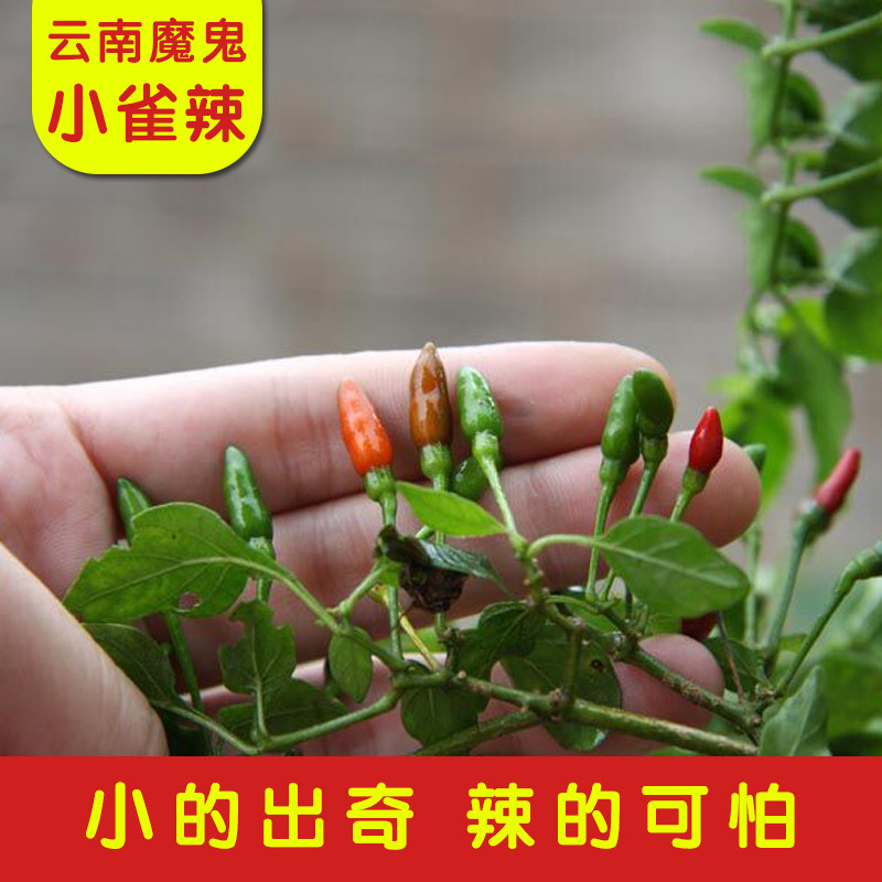 云南勐野江酱油小雀小米辣泡椒小辣椒泡椒超辣腌制