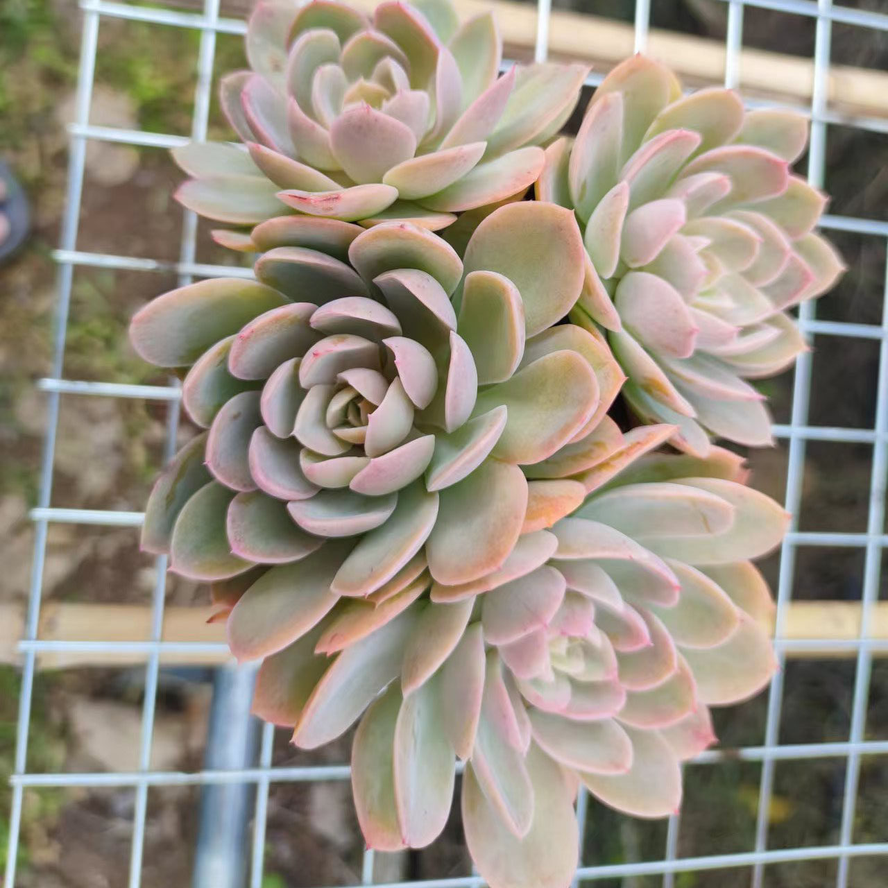 丝绸面纱多肉整桩容易易景天科防辐射甲醛阳台多肉植物