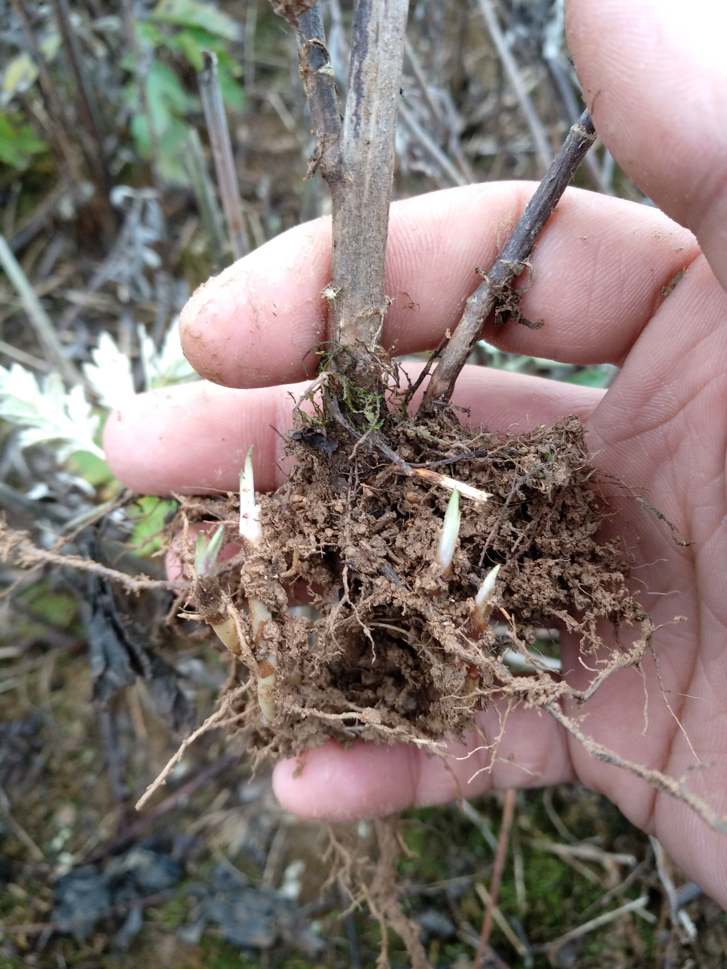 蕲艾正宗李时珍根苗1kg可种植2米以上湖北蕲春按摩温熏调理器配件