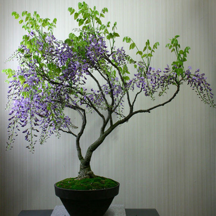 紫藤树桩盆景老树桩爬藤紫藤花树苗 地栽盆景庭院花卉黄荆榆树映