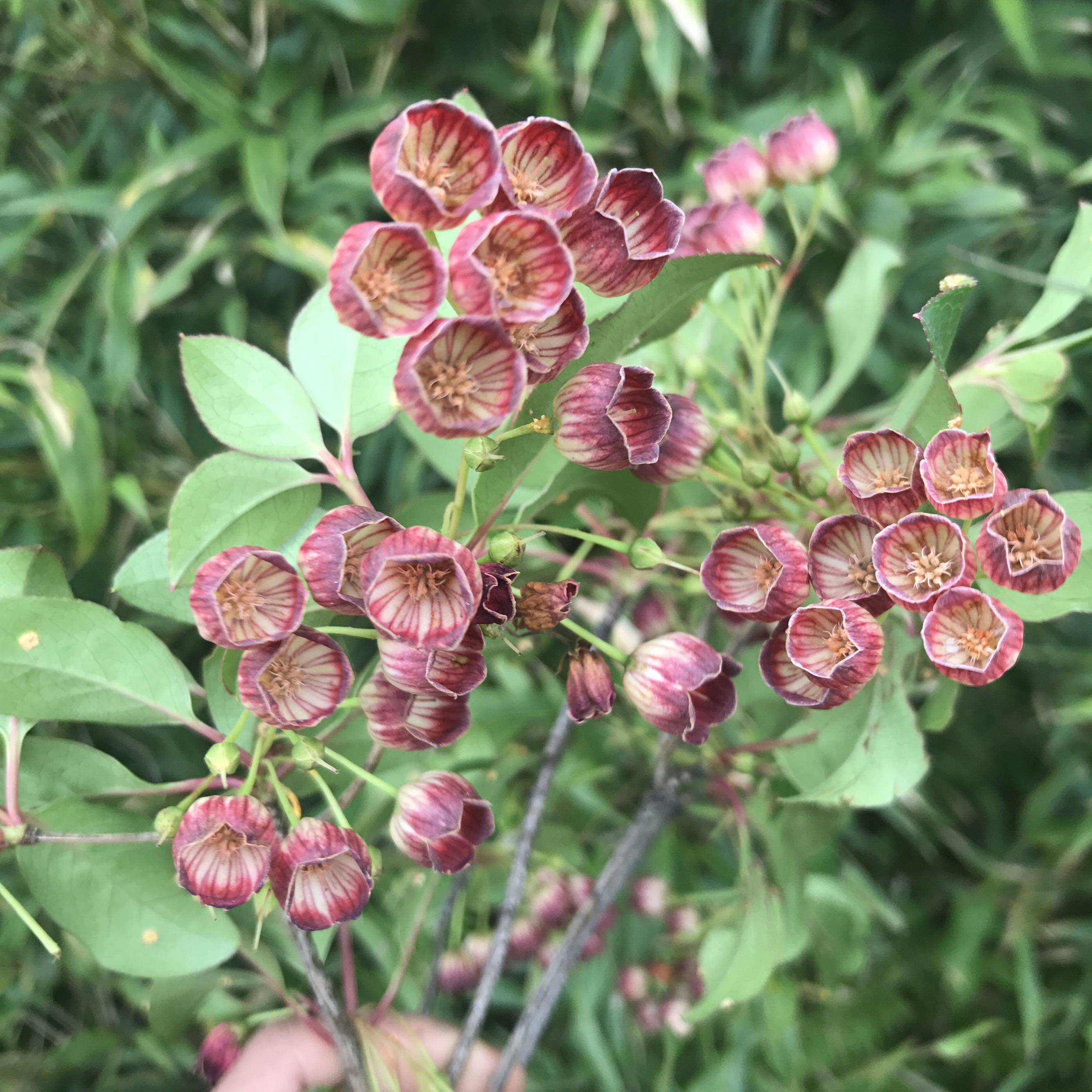 野生木本灯笼花树苗耐阴耐寒耐干旱瘠薄耐积水对烟尘有较强的抗性