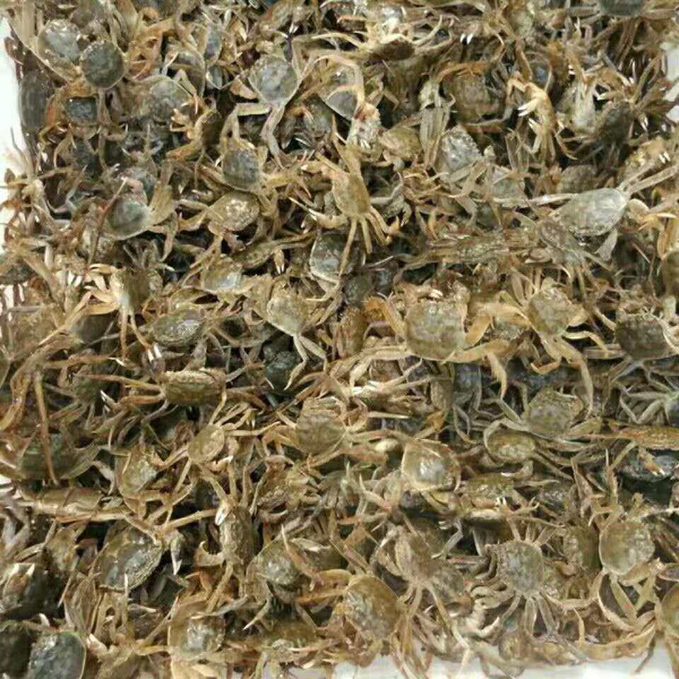 扣蟹河蟹一毛钱大小60只狗头河豚乌龟宠物盘锦大闸蟹