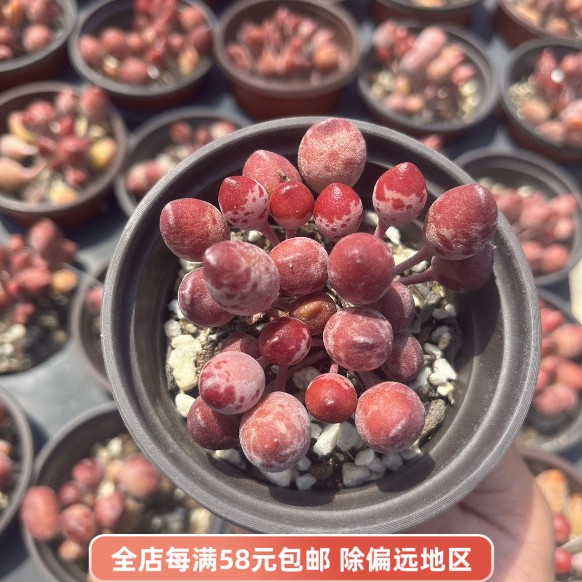 鼓锤水泡多肉多头群生肉肉植物新生好养萌物多肉植物