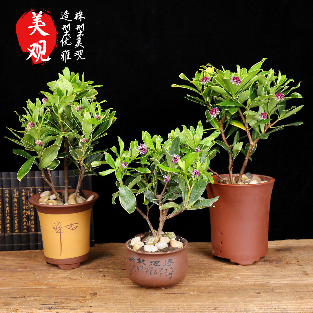 金边瑞香盆栽室内香的四季开花花卉盆景浓香花卉