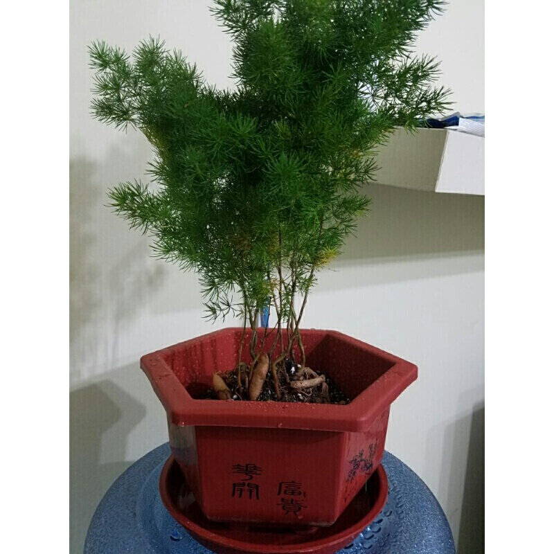 蓬莱四季长青盆栽室内盆景绿植松花花语长寿鲜花速递同城