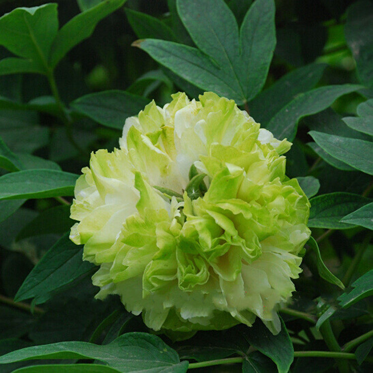 绿幕秋季阳台花苗重瓣正宗绿色牡丹朵朵菏泽时令草本花卉