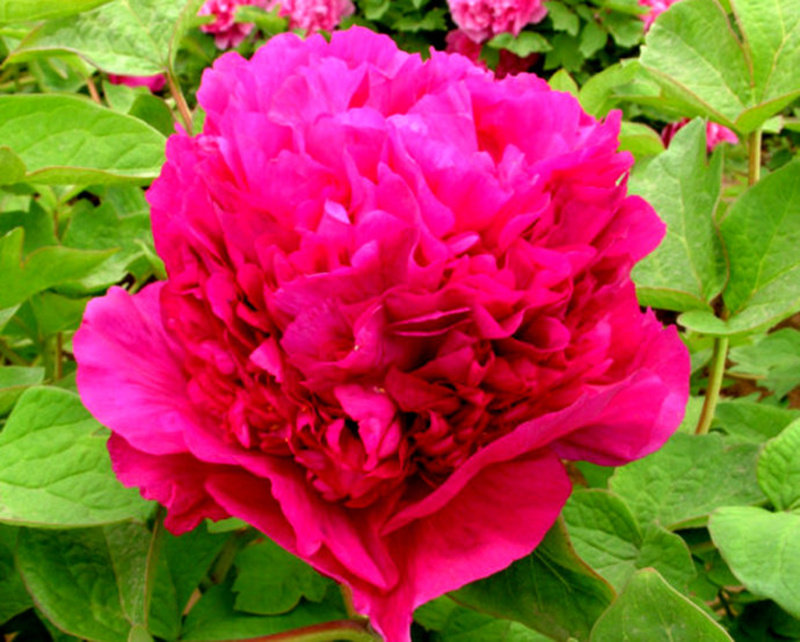 牡丹首案红牡丹花苗菏泽朵朵牡丹花盆栽地栽室内外时令草本花卉