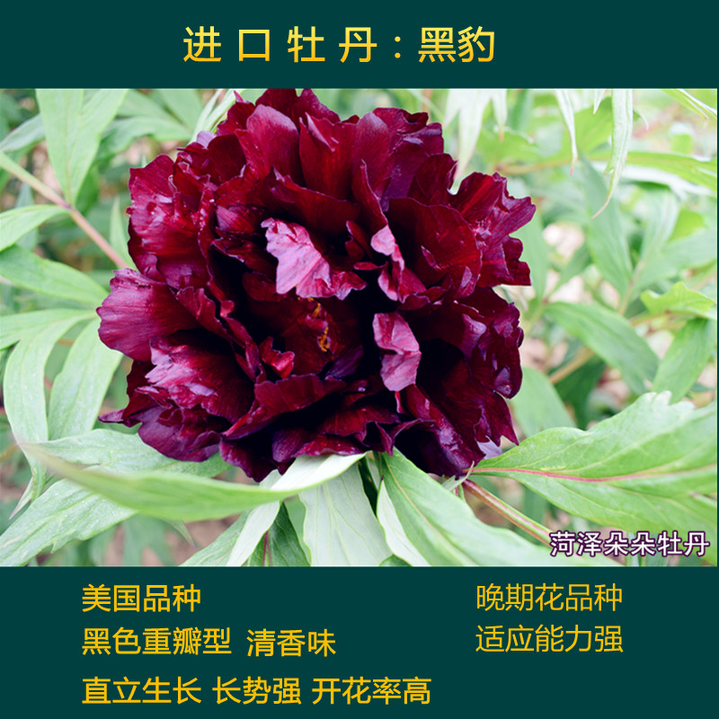 烟笼紫牡丹初乌冠世墨玉黑豹乌金耀辉皇嘉门牡丹黑色系名贵牡丹花