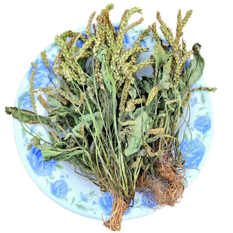 车前草干货中药野生整颗中药材排酸新鲜500g包邮其他药食同源食品