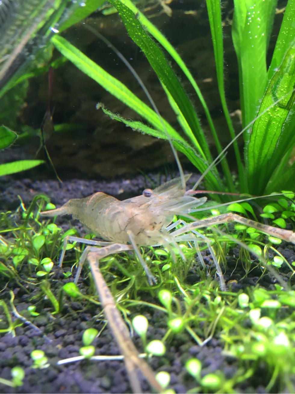 观赏活体中华长臂大眼淡水清洁冷水特惠包邮虾