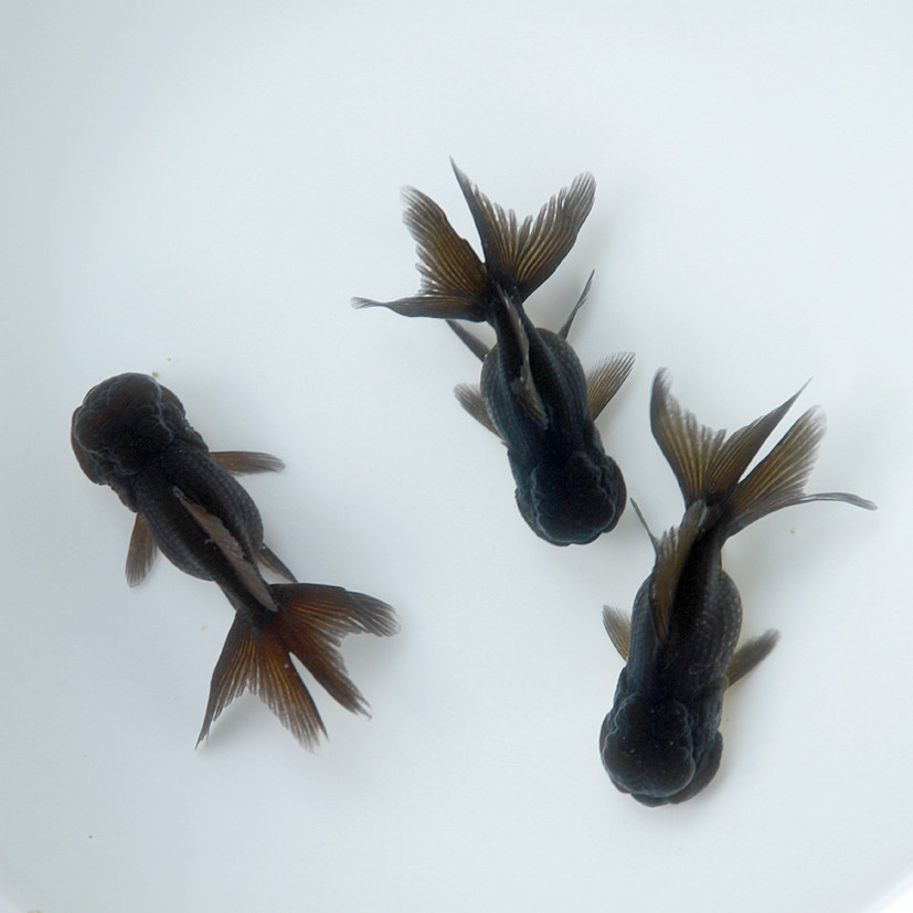 精品纯红狮子头金鱼活体观赏鱼水族宠物国狮冷淡鱼