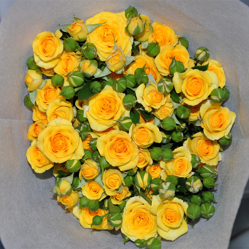 梦幻芭比庭院盆栽黄色多头月季四季开花勤花量大花卉