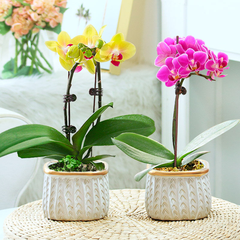 兰花蝴蝶蝴蝶兰室内客厅花卉植物四季好养开花时令草本花卉
