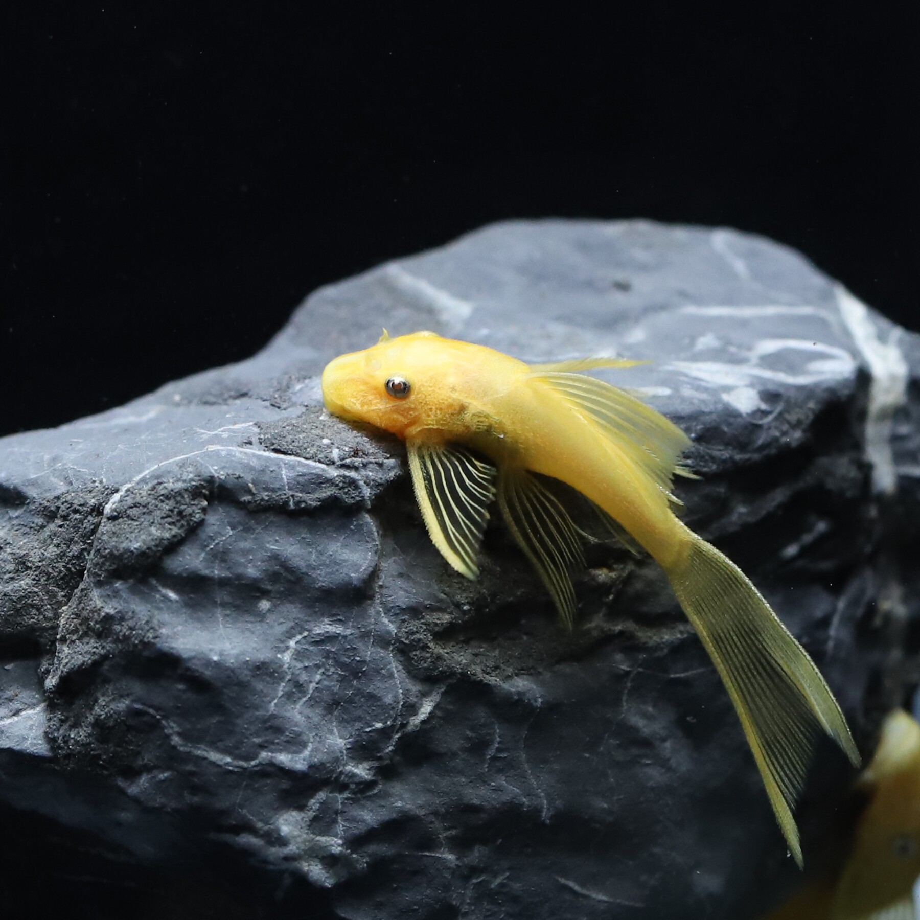 鱼缸草缸刷缸褐藻丝藻黄金大胡子小精灵一线小猴鱼