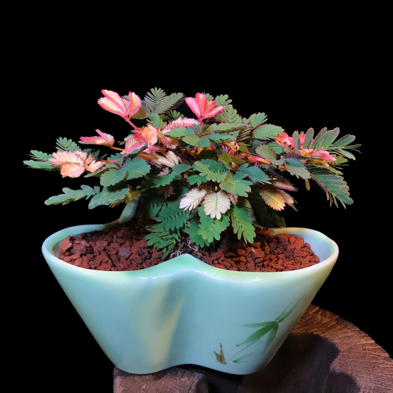 彩叶含羞草盆栽害羞草绿植花卉办公室内防辐射阳台迷你趣味小植物