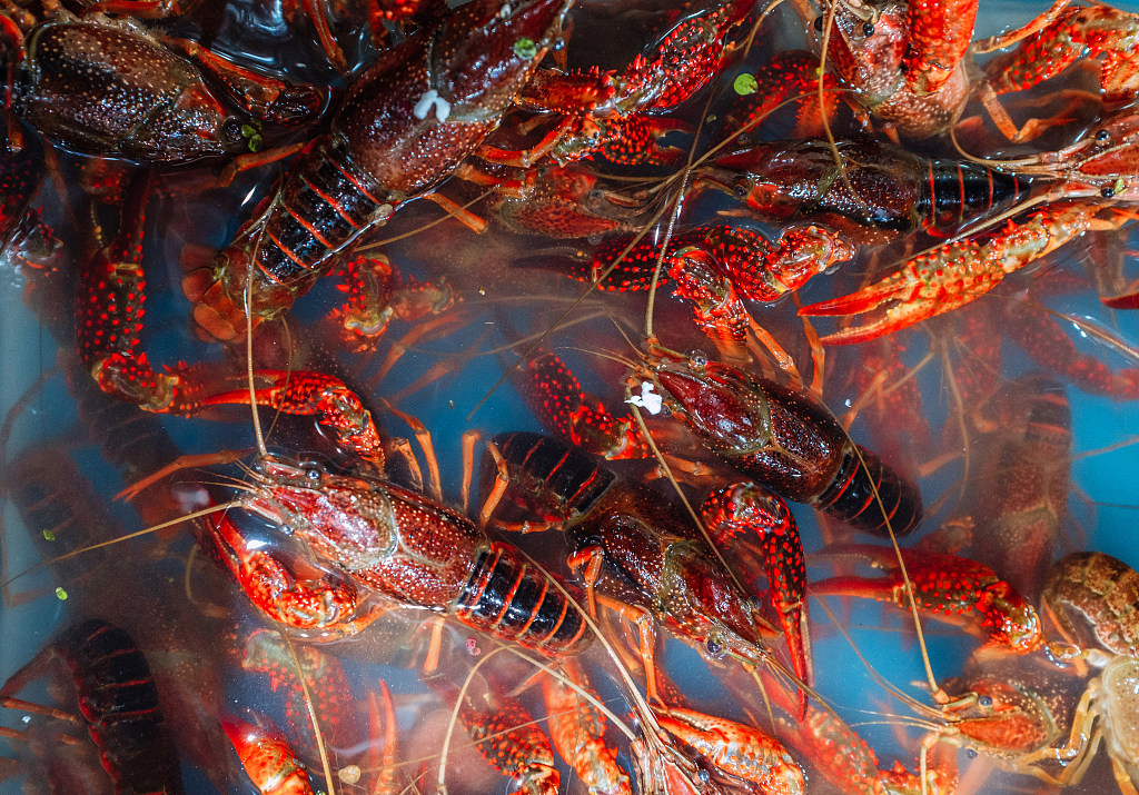 洪湖清水鲜活3050斤包邮活湖北省大规规格中虾大虾青虾活虾