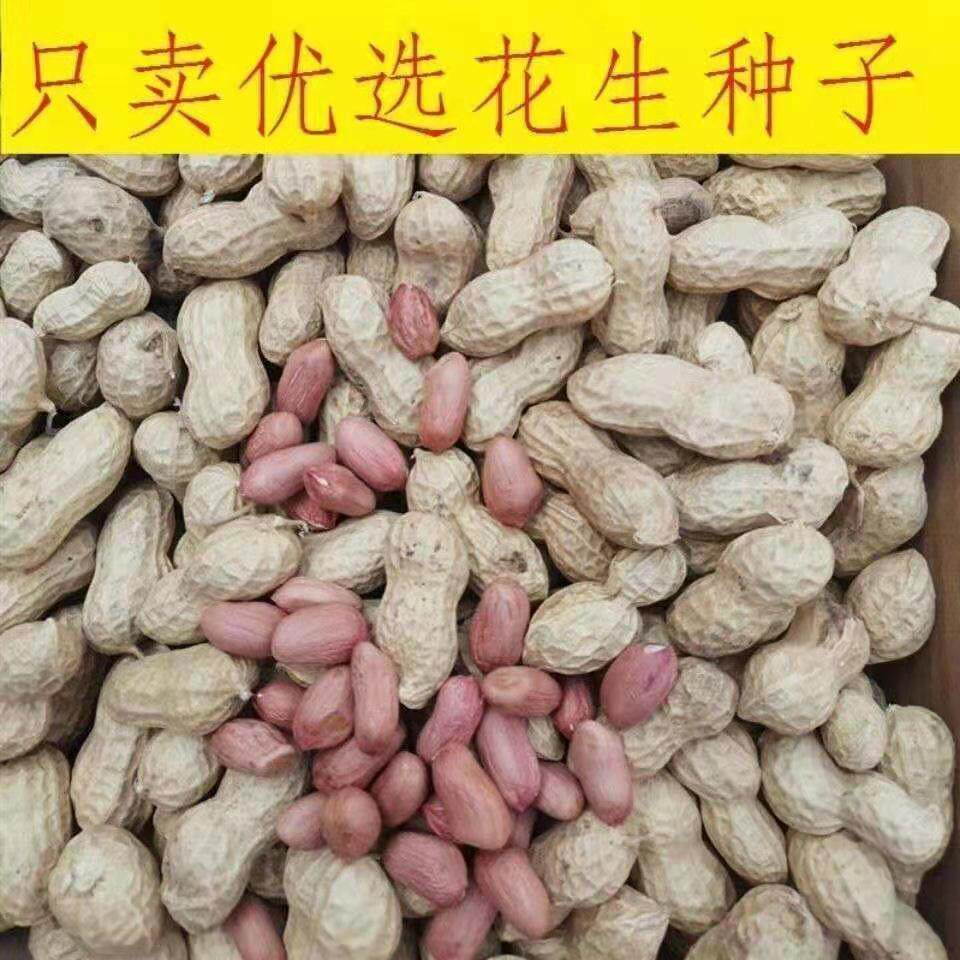 花生米花生精选山东鲁花颗粒手剥新鲜农家特级花生