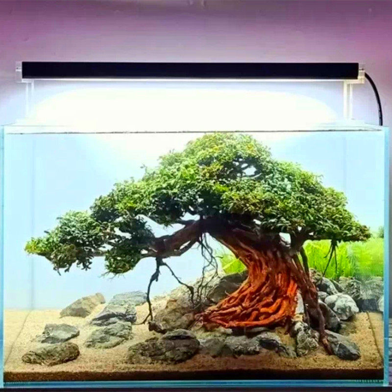 巴西定制沉木鱼缸水族箱造景一树树成迎客松树沉造景