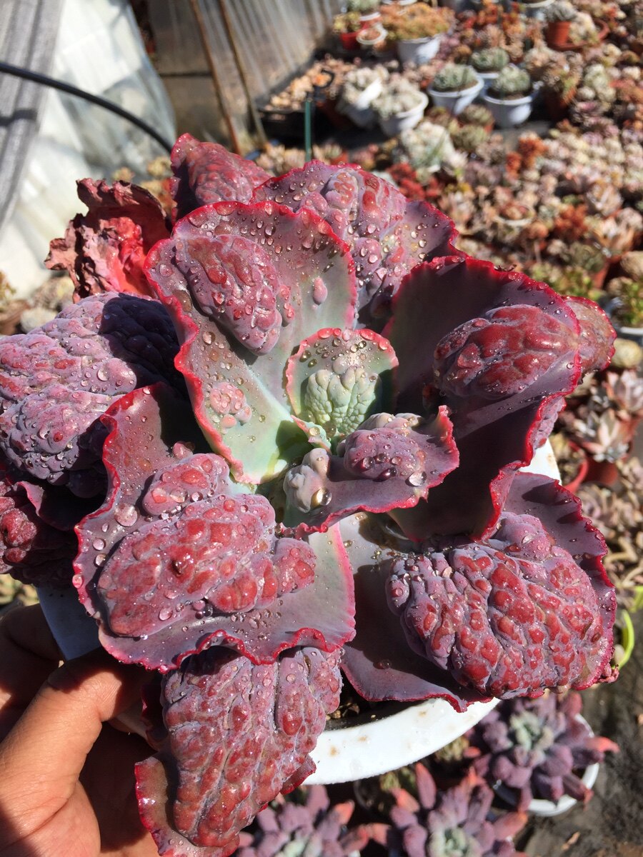狂野男爵多肉植物包菜系列精品朋友脱土发货多肉植物