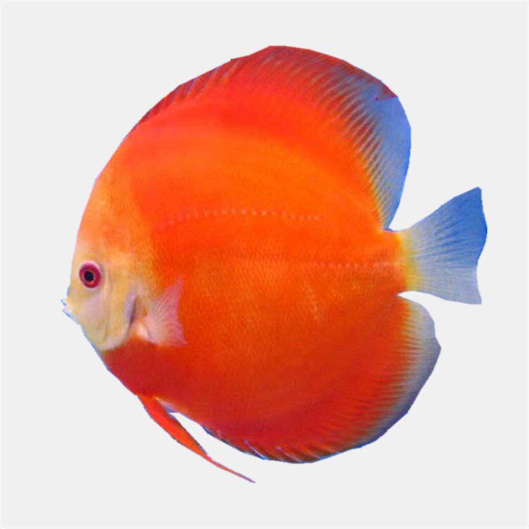 热带宠物观赏鱼七彩神仙鱼苗活体红妃7--8公分风水鱼渔场促销包邮