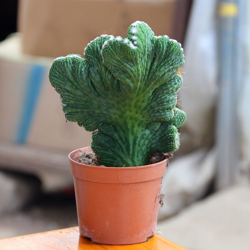 山影虎头山盆景玉麒麟盆栽花卉辟邪风水镇宅五指山吸甲醛紫青龙骨