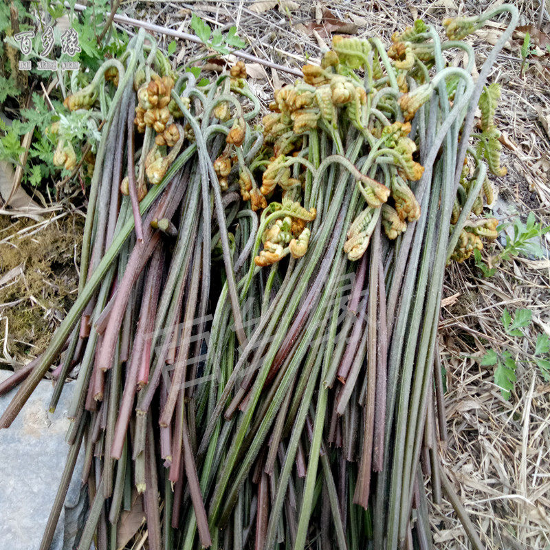 蕨菜野生拳头头菜石锅拌饭山山野菜农产品干货陇南其它干货