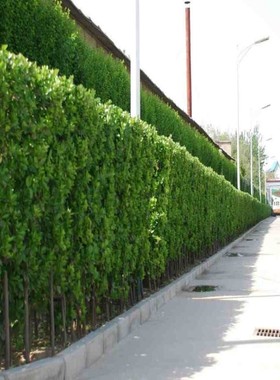 围墙大叶北海道冬青树苗绿篱黄杨苗