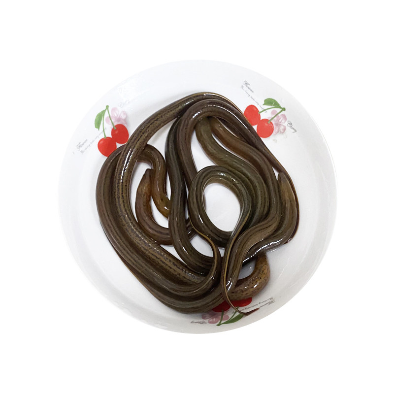 鲜活洪湖市小鳝鱼苗2斤70110条顺丰包邮黄鳝活盘淡水鱼类