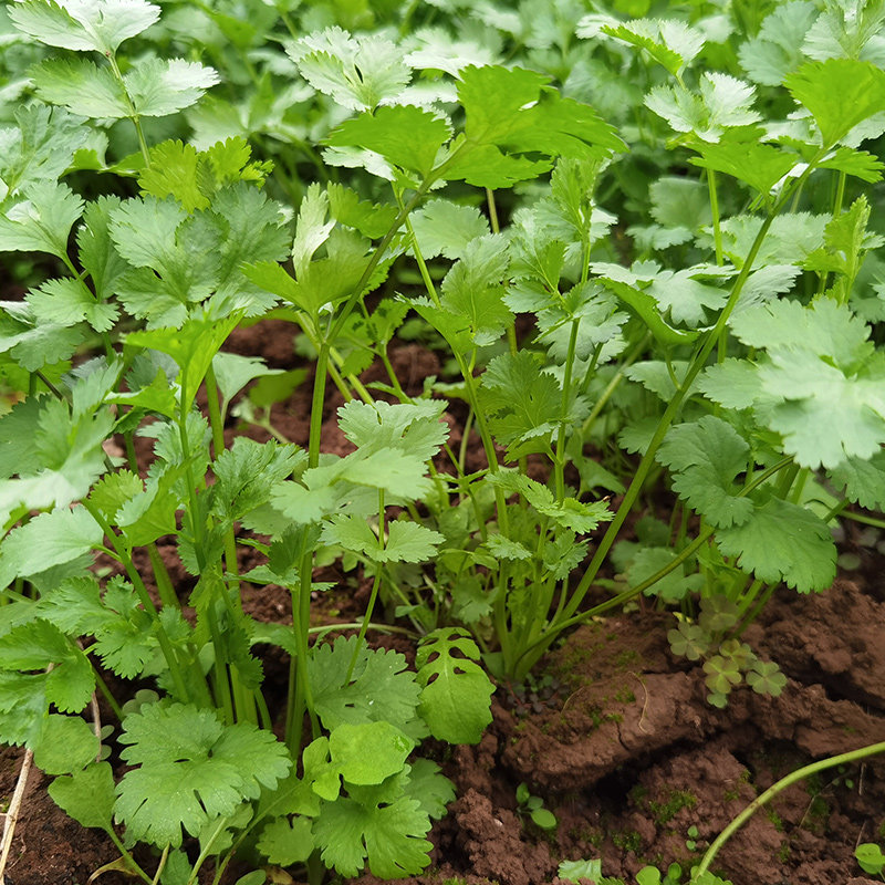 现摘新鲜香菜4斤当季蔬菜带根芫荽小叶青菜其它