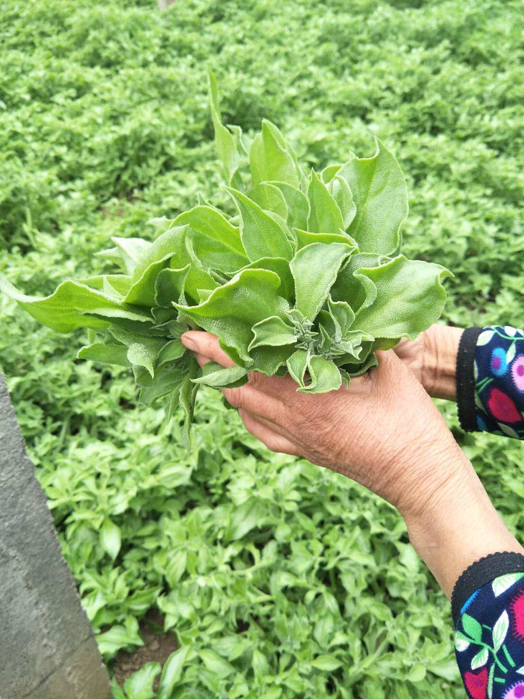 现摘新鲜非洲冰草冰菜冰叶冰花蔬菜沙拉火锅其它